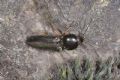 Cardiophorus goezei